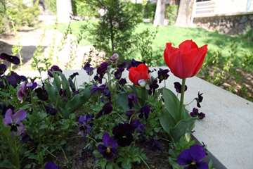 بهار دانشگاه 1399